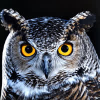Owl Group Trading